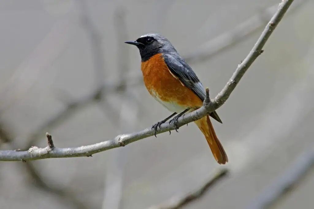 a Common Redstart perched on a branch