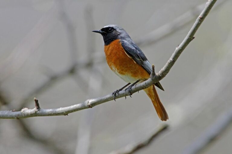 11 Types Of Small Birds That Can Be Found In The UK