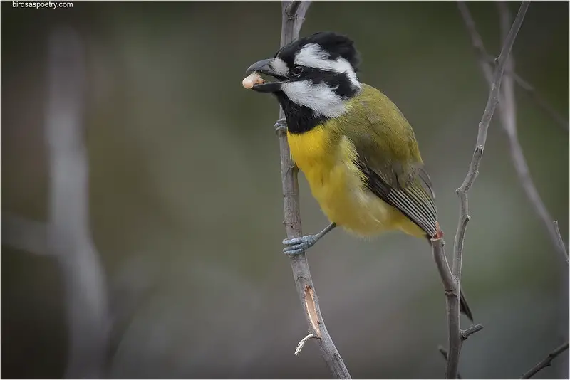 a Crested Shrike-tit with a grub in its beak