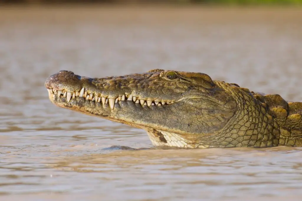a Nile Crocodile sticking its head out of the water