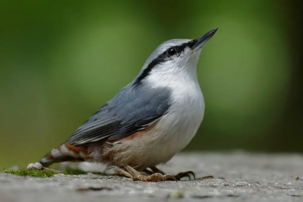 a Eurasian Nuthatch crouched on the ground