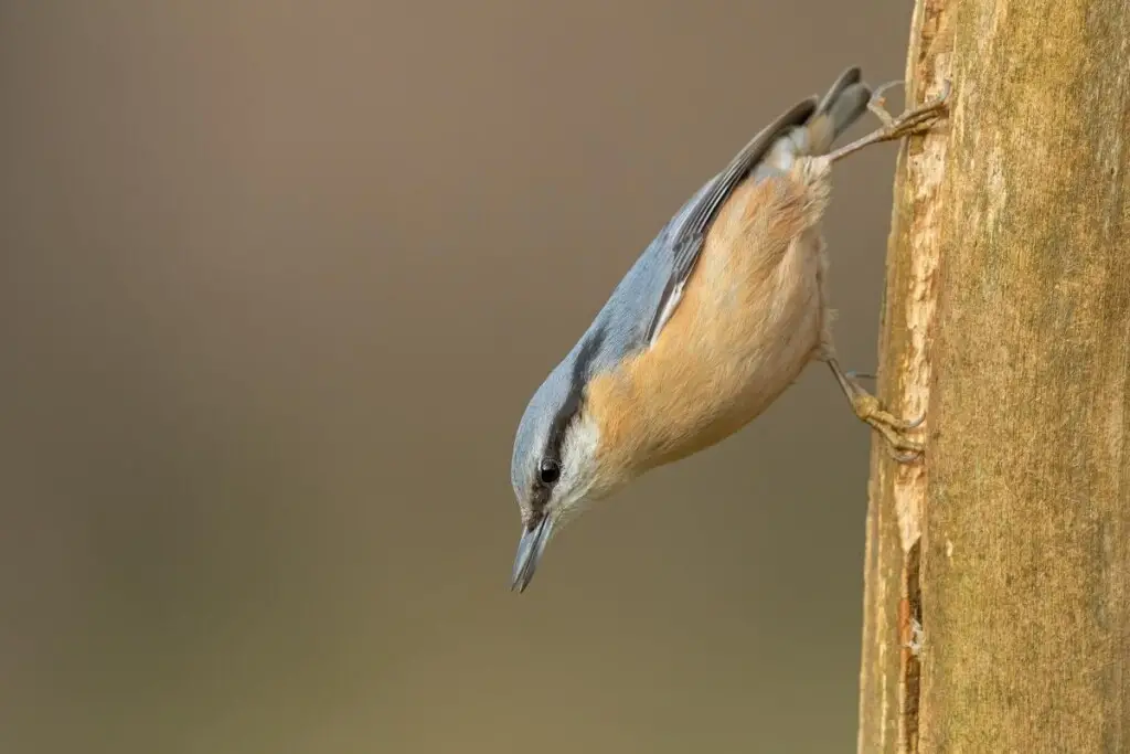 a Eurasian Nuthatch clinging to the trunk of a tree
