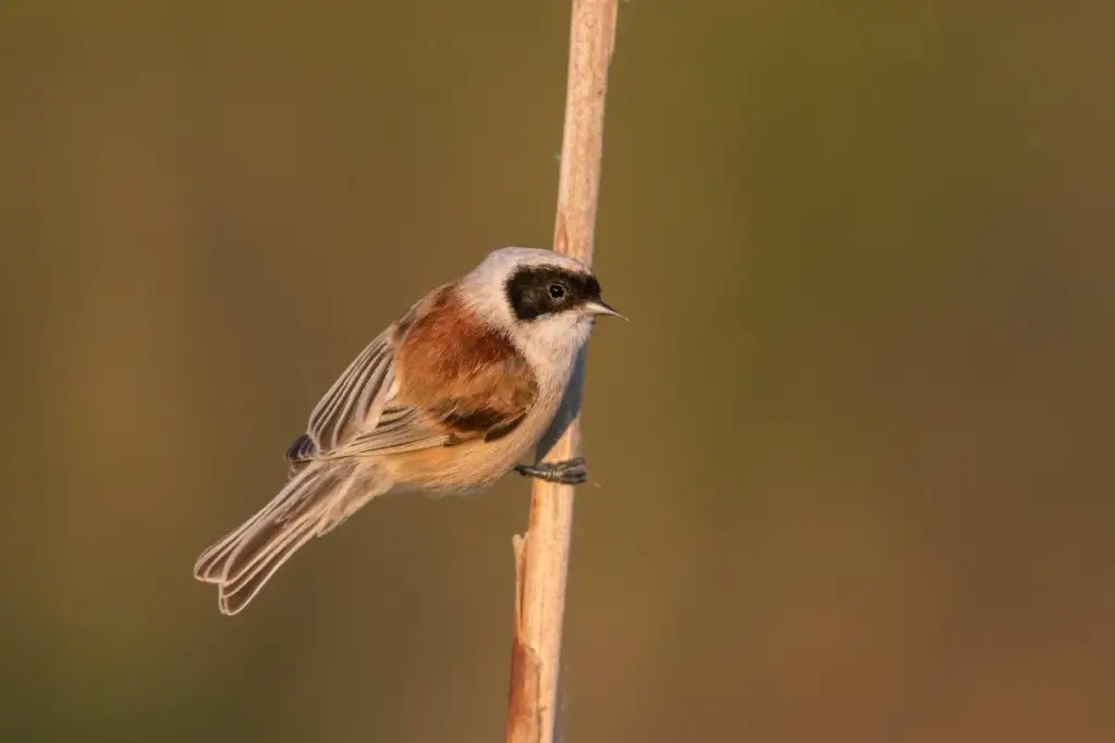 a Eurasian Penduline Tit clinging to a reed