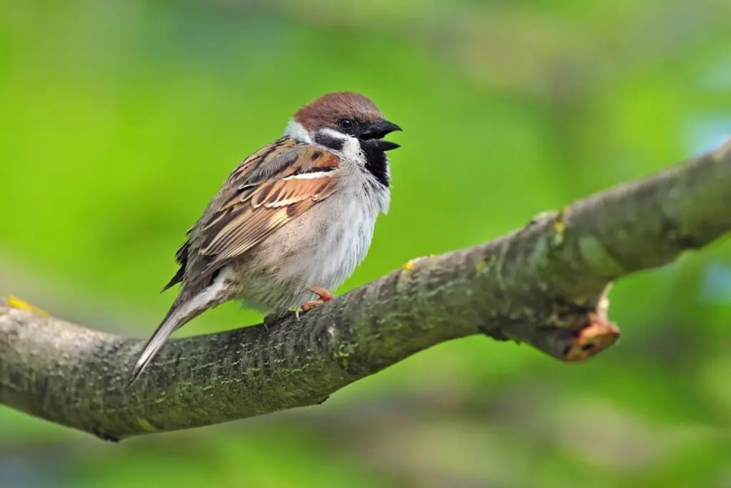 a Eurasian Tree Sparrow perched on a branch