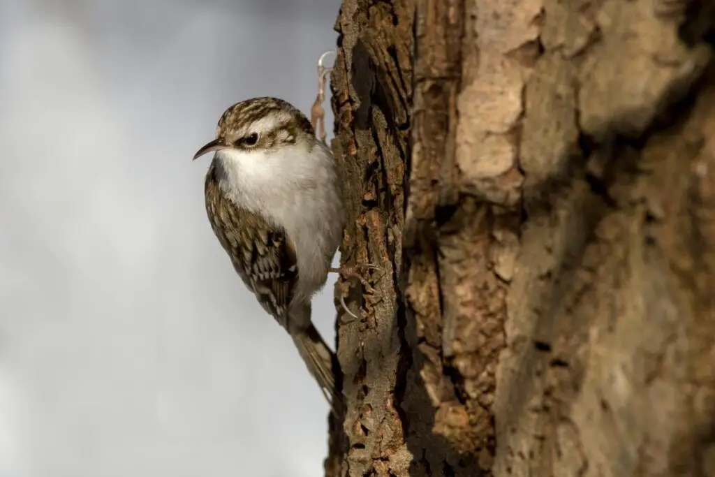 a Eurasian Treecreeper clinging to the trunk of a tree