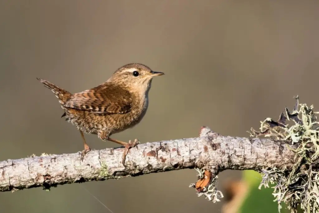 a Eurasian Wren perched on a branch