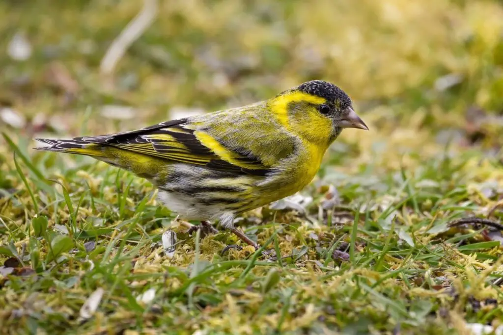 a European Siskin standing on grass and moss