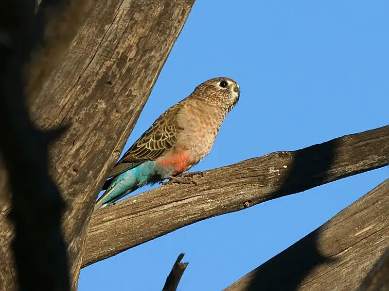 a female Bourke's Parrot in a tree
