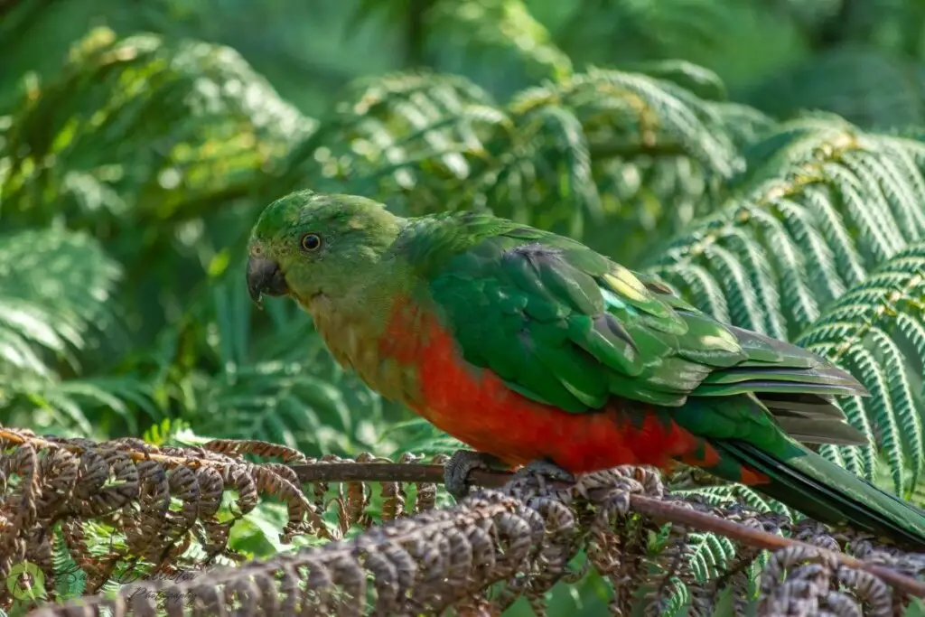a female King Parrot perched on a dry tree fern frond