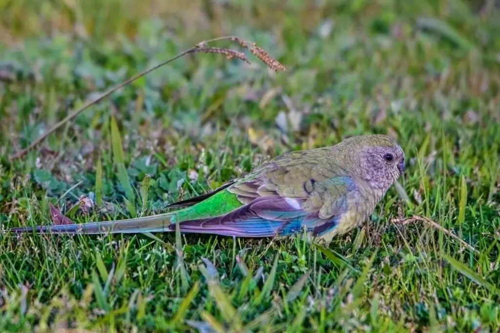 a female Red-rumped Parrot standing on grass