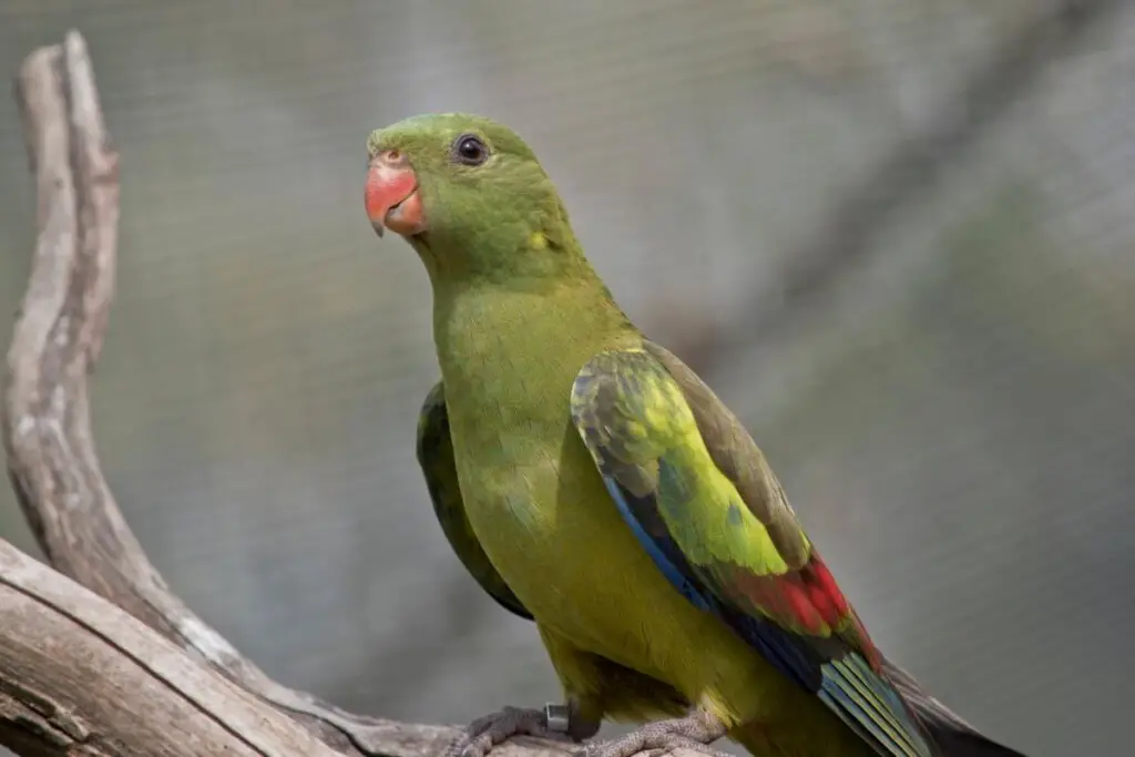 a female Regent Parrot perched on a branch