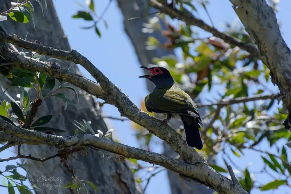 a male Figbird perched in a tree with its beak open