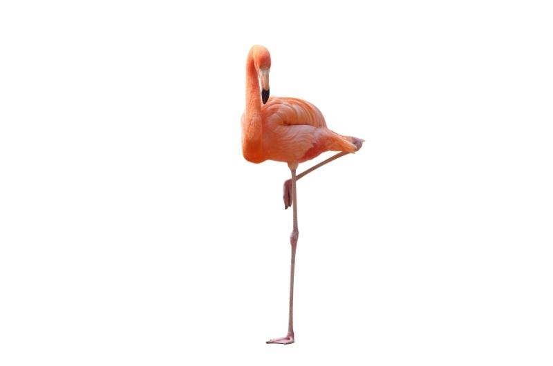 a pink flamingo standing on one leg on a white background