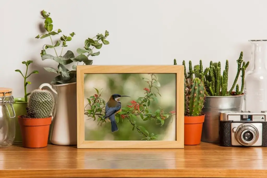 a framed photograph of an Eastern Spinebill bird on a wooden table with various other items