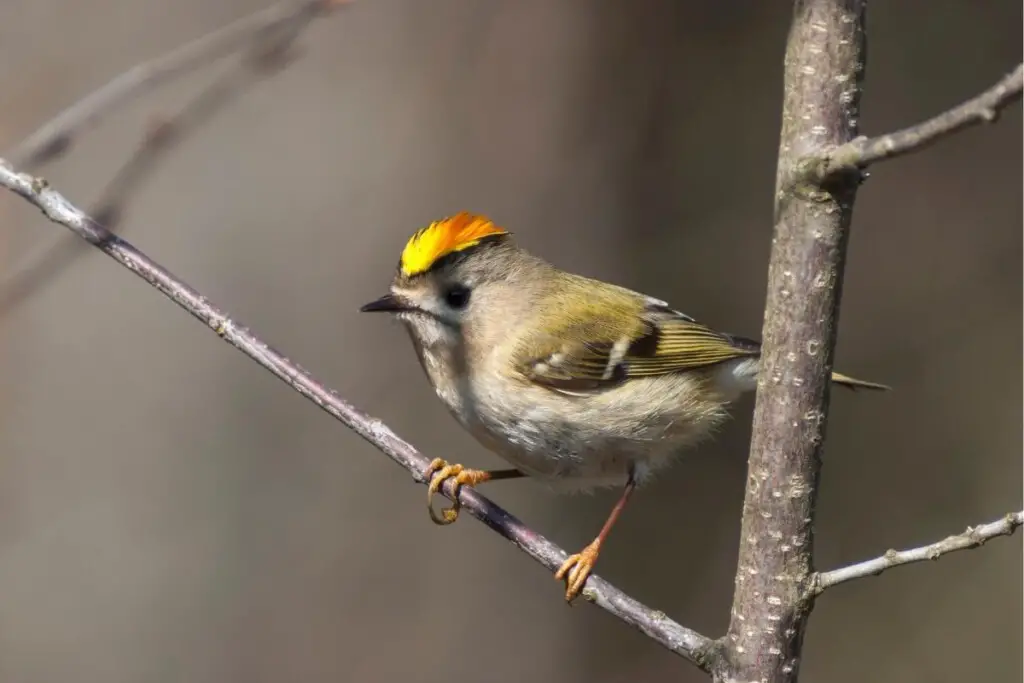 a Goldcrest perched in a tree