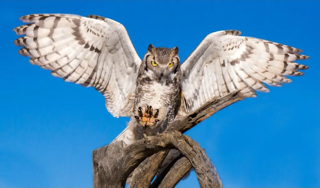 a Great Horned Owl landing on a branch with clear blue sky in the background