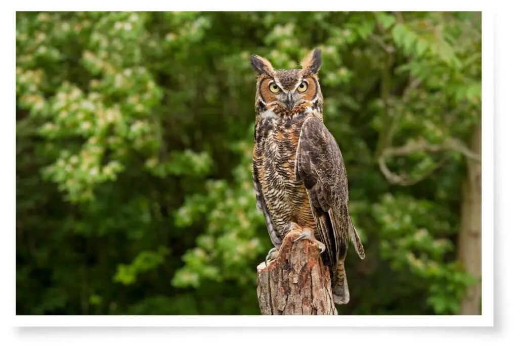 a Great Horned Owl perched on a stump