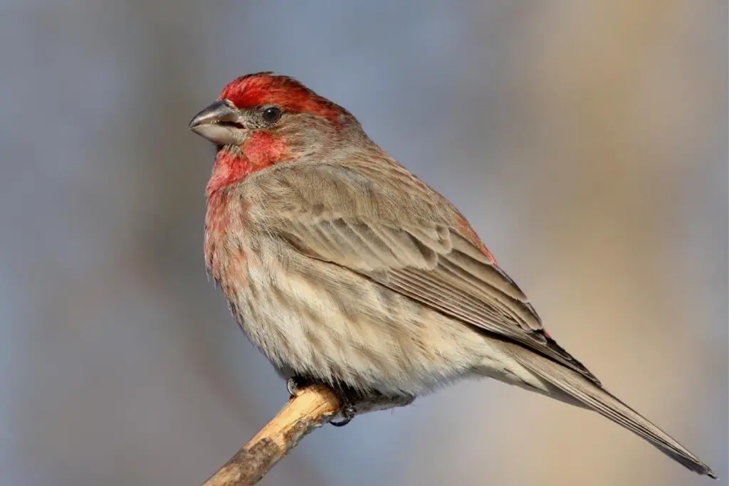 a house finch perched on a stick