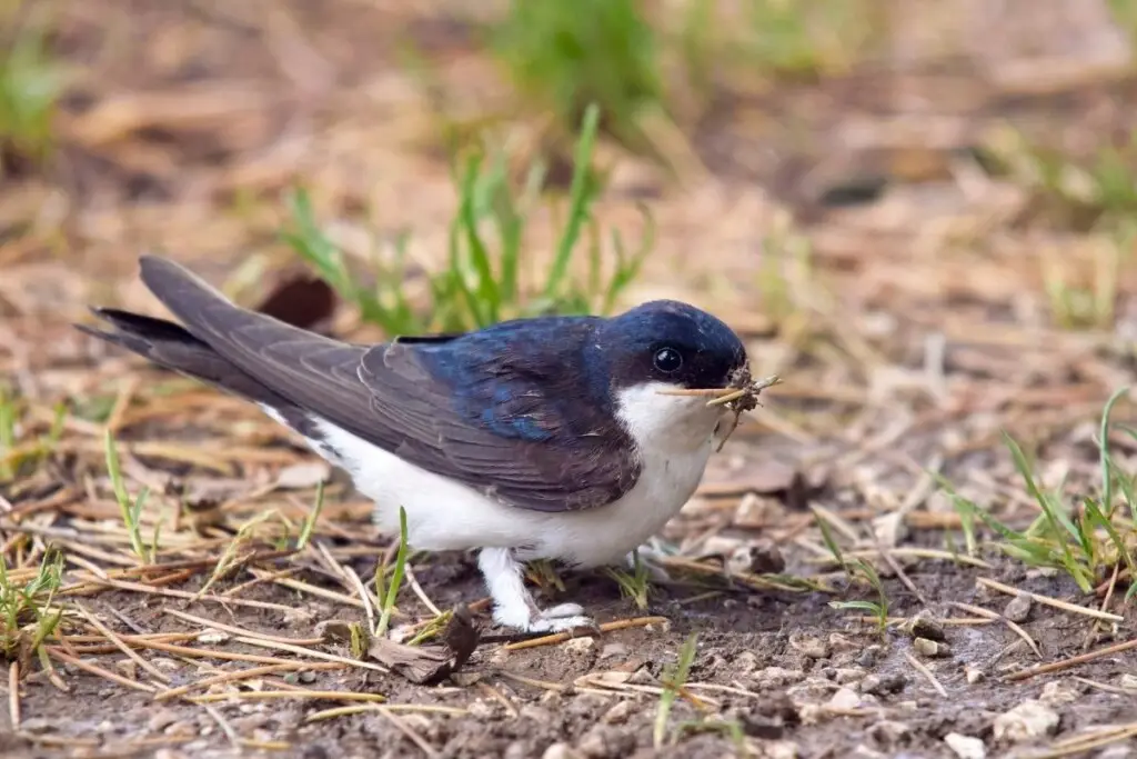 a Common House Martin perched on the ground with a beak full of dirt and other debris