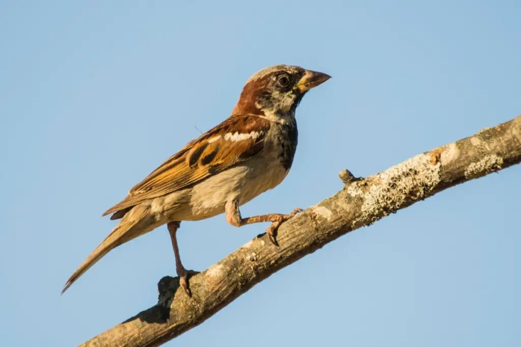 a House Sparrow perched on a branch