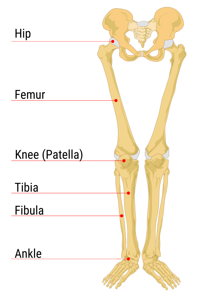 a labelled diagram of human pelvis, leg, and feet bones