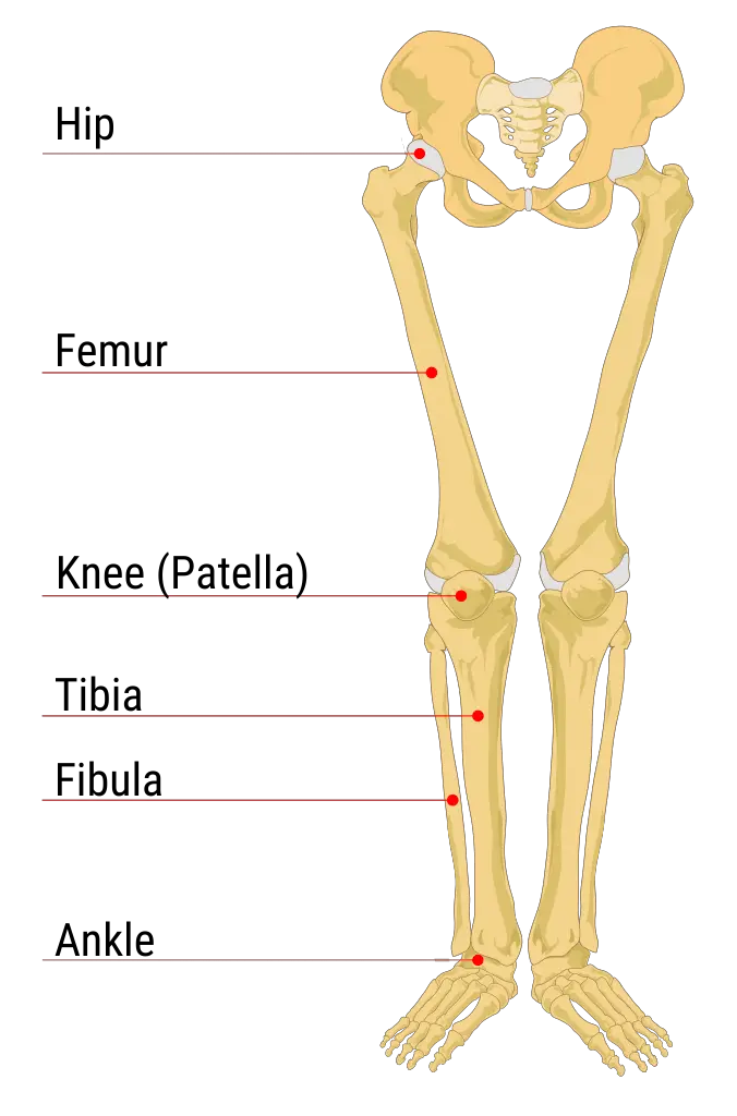 a labelled diagram of human pelvis, leg, and feet bones