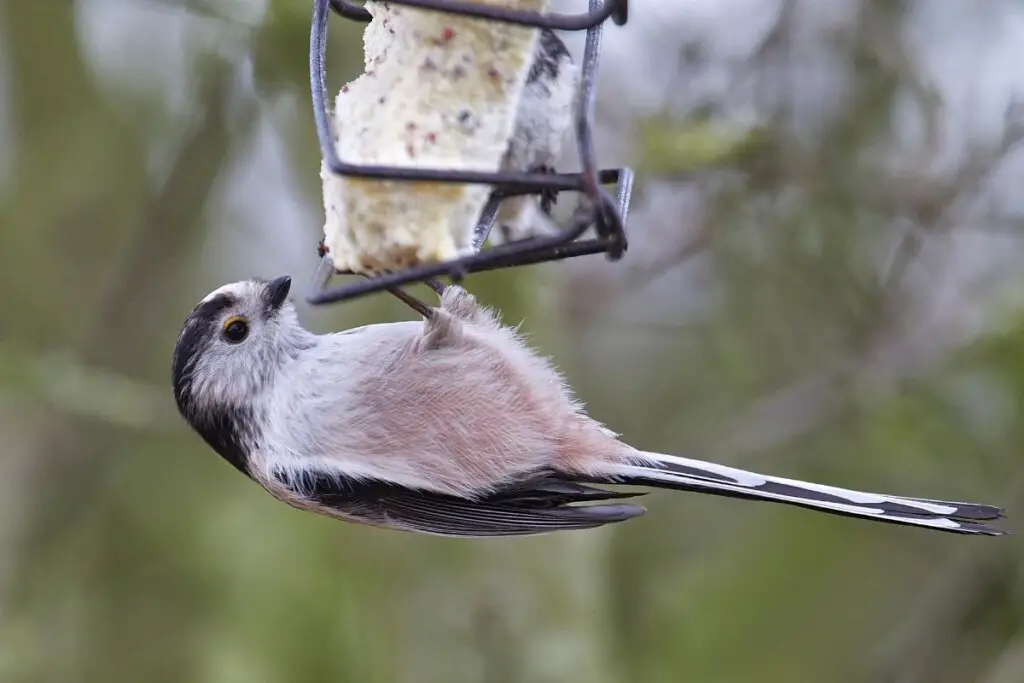 a Long-tailed Tit hanging upside down from a bird feeder