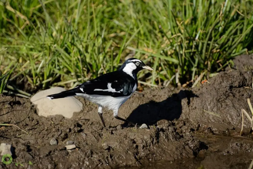 a Magpie Lark walking on muddy ground with grass in the background