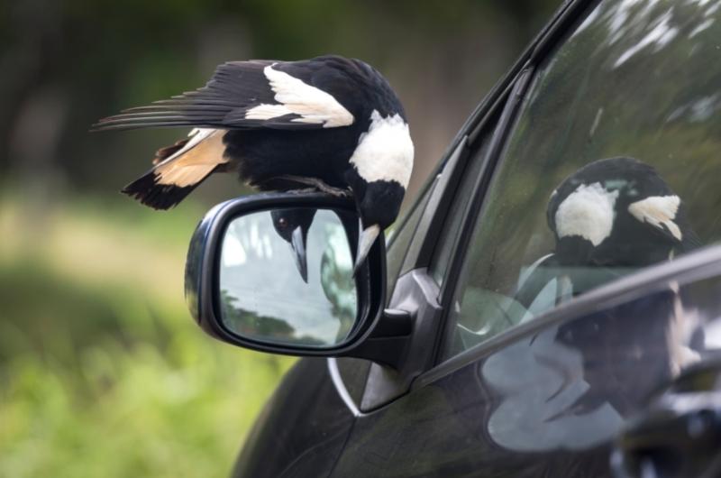 the genius of birds book review - an Australian magpie looking at its reflection in a car side mirror