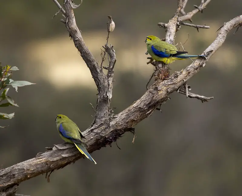 a male and female Blue-winged Parrot perched on a branch
