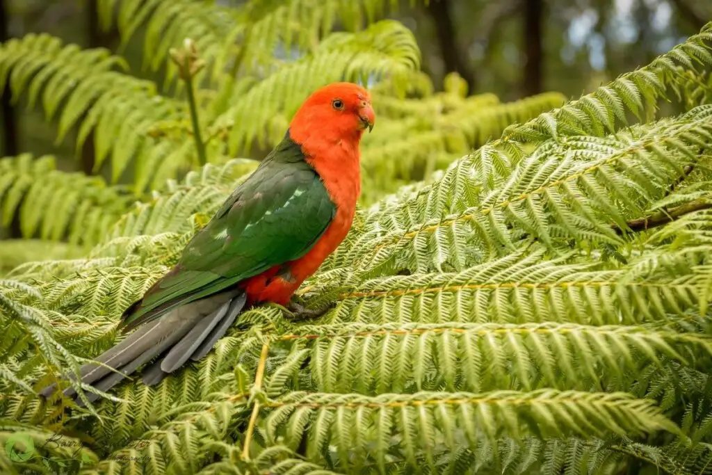 a male King Parrot perched on a tree fern