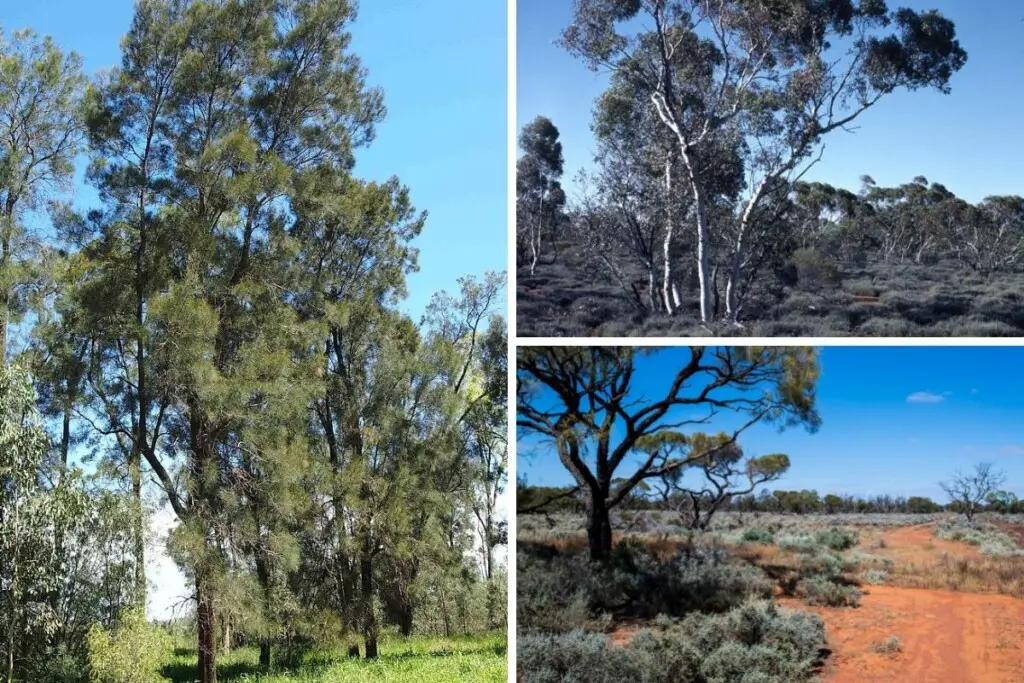 on the left is Casuarina Cristata trees, top right is Eucalyptus Gongylocarpa trees, and bottom right is Saltbush