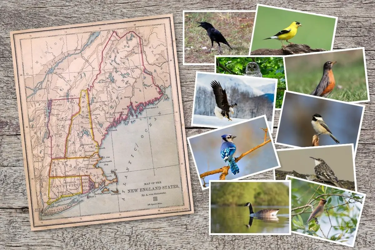 10 Common New England Bird Calls From A to C