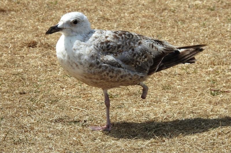 a Seagull with one leg standing on dry grass