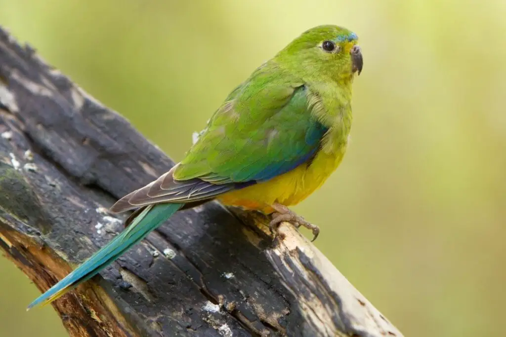 an Orange-bellied Parrot perched on a branch