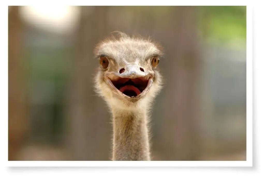 an Ostrich looking straight ahead with its beak open