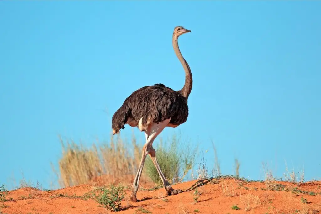an Ostrich waking in the desert