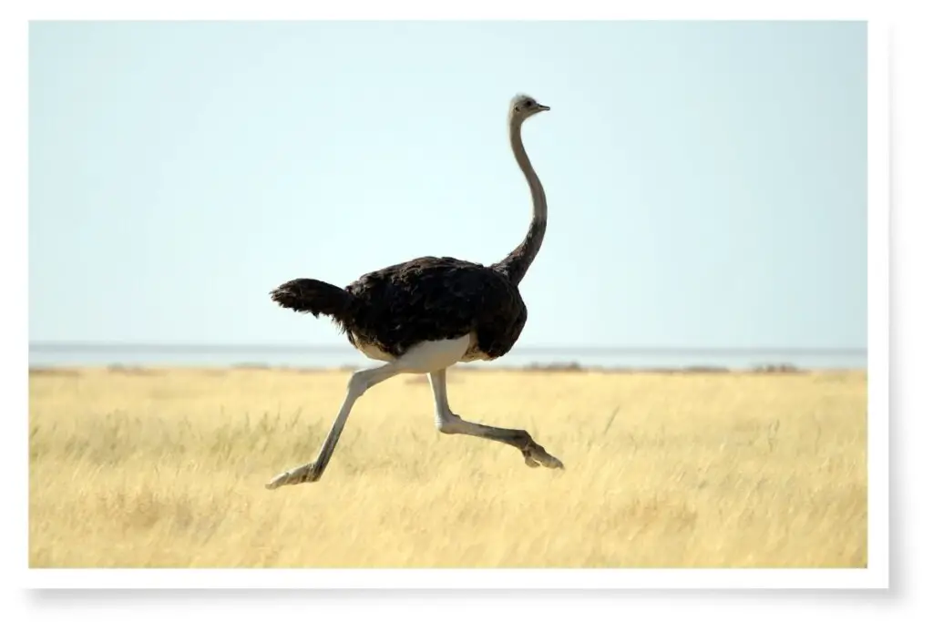 an Ostrich running across grassland