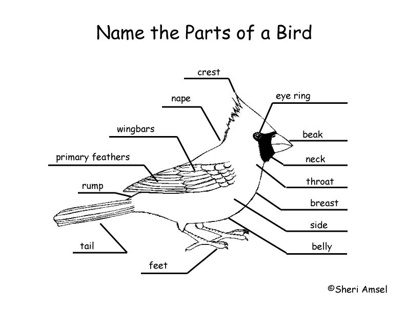 a diagram of a Cardinal bird with its body parts labelled
