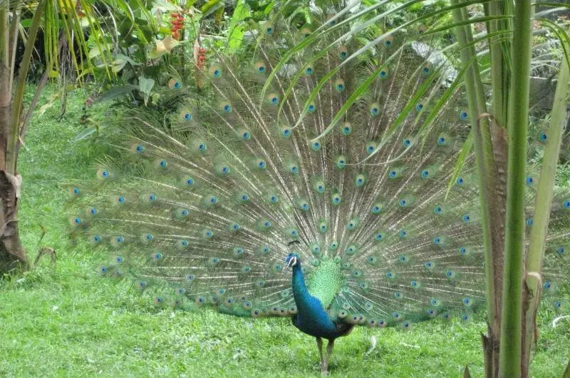 a Peacock fanning its tail in the Kuala Lumpur Bird Park