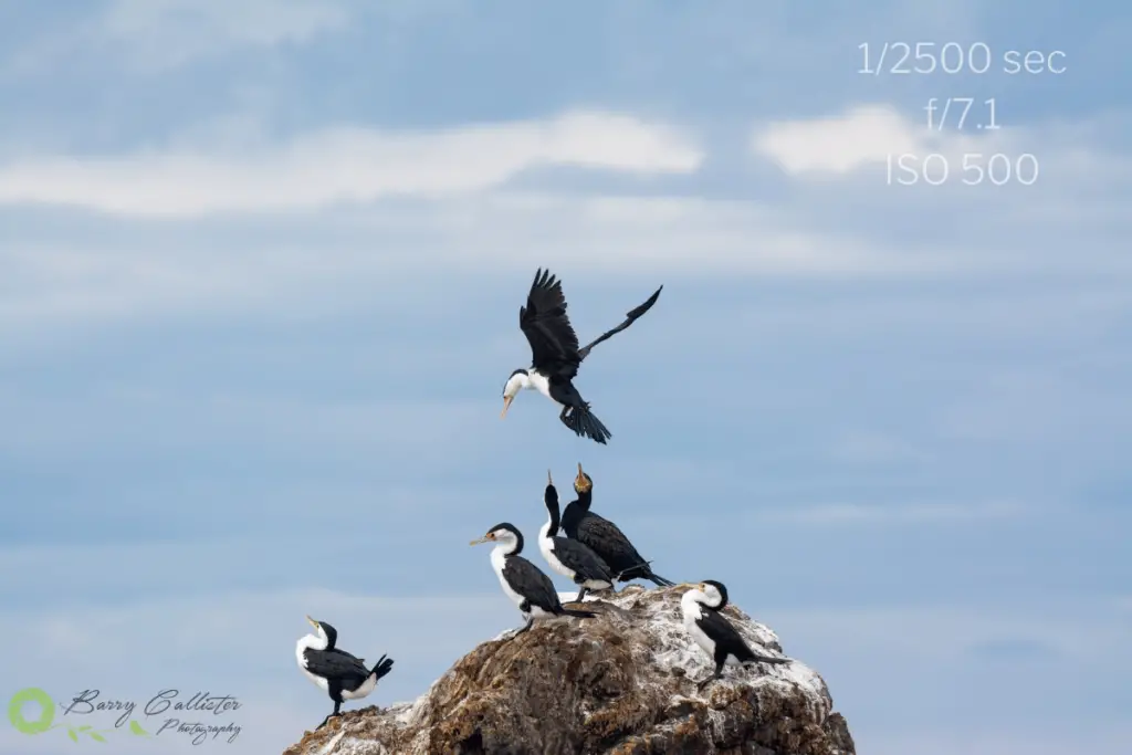 five cormorants on a rock with one flying into land above them. camera settings are written in the top right