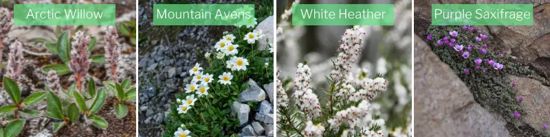 arctic willow, mountain avens, white heather, and purple saxifrage flowers