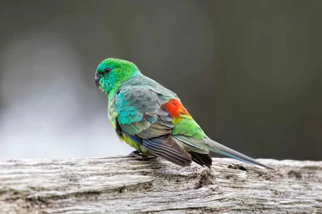 a Red-rumped Parrot perched on a log