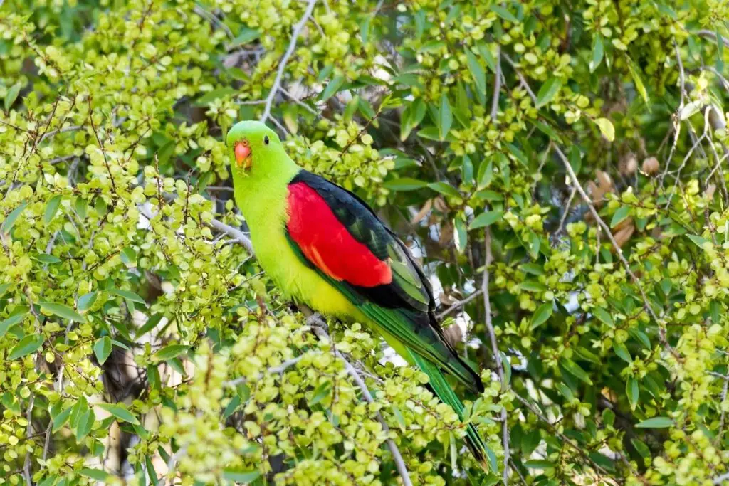 a male Red-winged Parrot perched in a tree