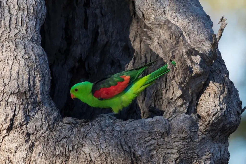 a Red-winged Parrot perched in a hollow in a tree