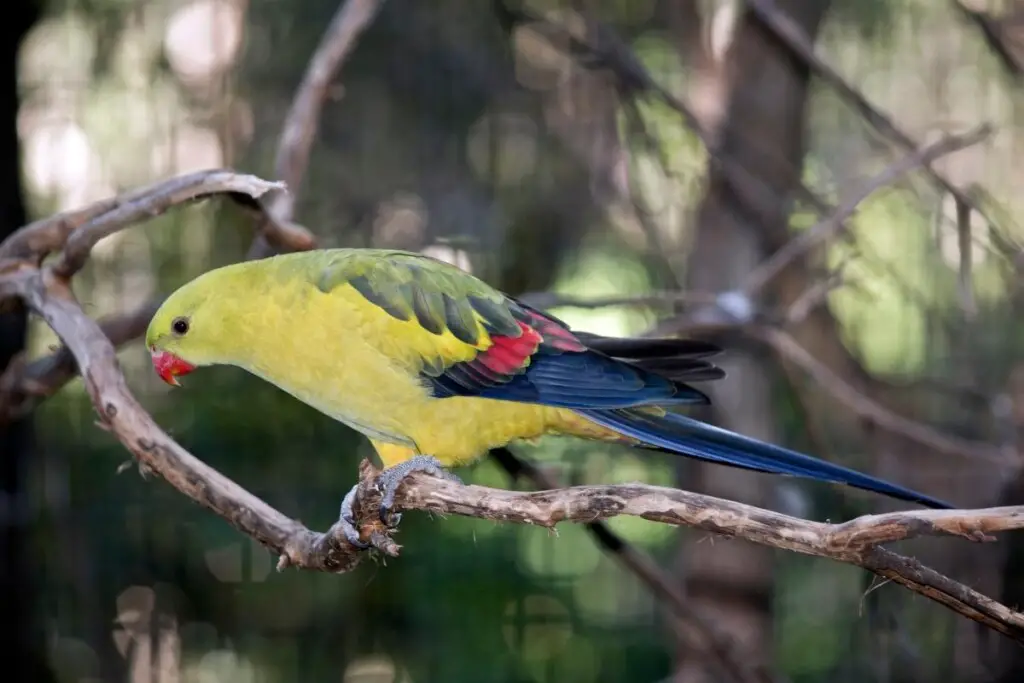 a Regent Parrot perched on a branch