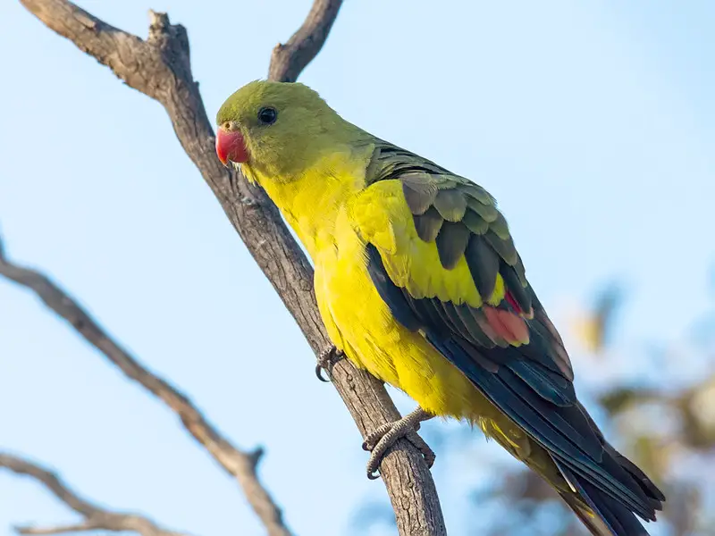 a Regent Parrot perched on a branch