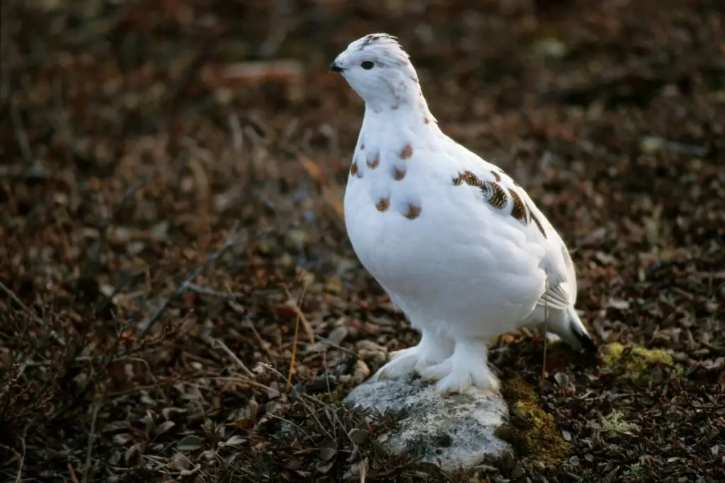 a Rock Ptarmigan with white plumage standing on a rock