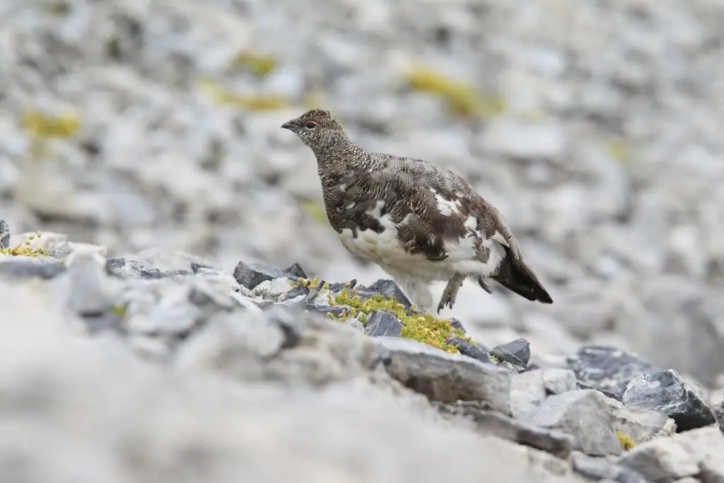 a Rock Ptarmigan walking on rocks