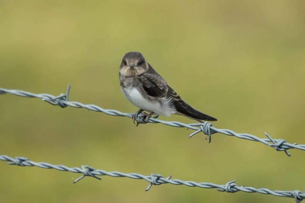 a Sand Martin perched on a barbed wire fence